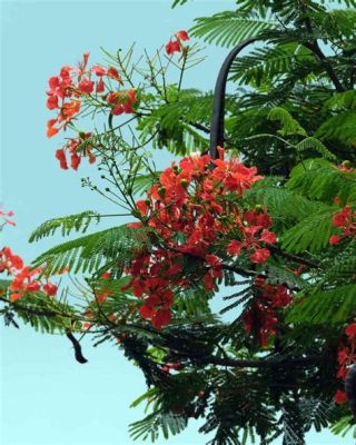 ¡Fibra de Flamboyán: Explorando las Posibilidades de una Madera Tropical Excepcional para la Fabricación de Muebles Duraderos!